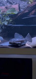 4X L264 Leporacanthicus joselimai van ruim 10 cm, Vis, Zoetwatervis