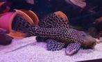 Pseudacanthicus Leopardus L114, Dieren en Toebehoren, Vissen | Aquariumvissen, Vis