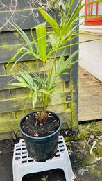 Palmboom , trachycarpus fortunei in 10 l emmer, Tuin en Terras, Planten | Tuinplanten, Volle zon, Vaste plant, Bloeit niet, Ophalen