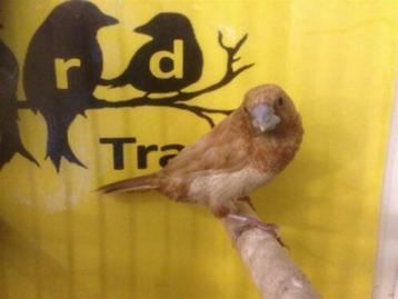 Japanse Meeuwtjes beschikbaar voor biedingen