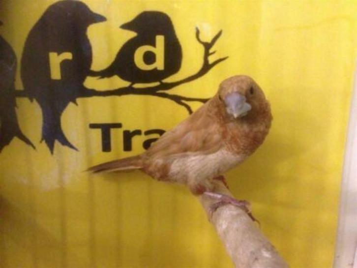 Japanse Meeuwtjes, Dieren en Toebehoren, Vogels | Overige Vogels, Meerdere dieren