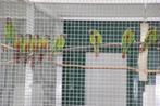 Pyrrhura Emma, Dieren en Toebehoren, Vogels | Parkieten en Papegaaien, Meerdere dieren, Parkiet, Geringd
