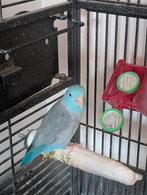 Stevige vogelkooi met forpus (man), Mannelijk, Parkiet