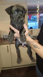 Prachtige pups te koop - Dobermann x Bully XL, Overige rassen, 8 tot 15 weken, Meerdere, Meerdere dieren