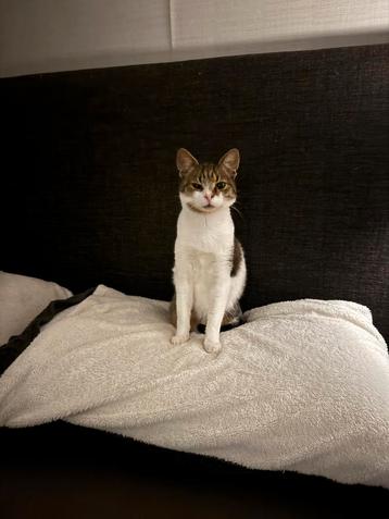 Jumbo gezellig klein katertje 4 jaar beschikbaar voor biedingen