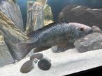 Fossochromis rostratus man 25 cm, Vis