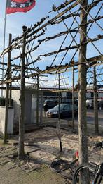 leibomen 7 stuks, Ophalen of Verzenden, Bloeit niet, Volle zon, Overige soorten