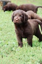 Geweldige F1 labradoodle puppies! Australisch bloed!!, Dieren en Toebehoren, Honden | Niet-rashonden, CDV (hondenziekte), 8 tot 15 weken