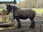 Unieke belgische trekpaard merrie met veel kwaliteiten!, Dieren en Toebehoren, Paarden, Merrie
