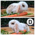 3 prachtige franse hangoor rammetjes, Dieren en Toebehoren, Konijnen, Mannelijk, Groot, Hangoor