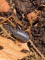 Armadillidium vulgare, Overige soorten