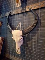 Buffelschedels - Dieren schedel - Buffel kop - Wanddecoratie, Kouwehoek 1b, Cave & Garden, Nieuw, Ophalen of Verzenden
