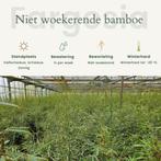 Fargesia Nitida Black Pearl | Niet-Woekerende Zwarte Bamboe, Ophalen of Verzenden, Bloeit niet, Overige soorten, Halfschaduw