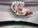 Dumbo ear betta man high quality S+++, Dieren en Toebehoren, Vissen | Aquariumvissen, Vis