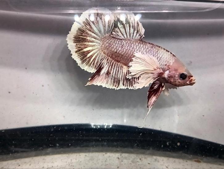 Dumbo ear betta man high quality S+++, Dieren en Toebehoren, Vissen | Aquariumvissen, Vis