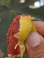 Col de Dame Blanche vijgen stekken . Kwaliteit, Tuin en Terras, Overige Tuin en Terras, Verzenden