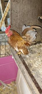 Mooie  Ayam Serama haan, Dieren en Toebehoren, Pluimvee, Mannelijk, Kip