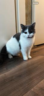 Grijs met wit en zwart met wit kat, Dieren en Toebehoren, Katten en Kittens | Raskatten | Korthaar, Meerdere dieren, 0 tot 2 jaar