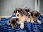 Boerenfox puppy’s mogen het nest verlaten, Dieren en Toebehoren, Honden | Niet-rashonden, 8 tot 15 weken, Meerdere, Meerdere dieren