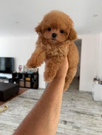 Exclusieve Maltipoo TeaCup pups (Maltezer/Azian Toy Poedel) beschikbaar voor biedingen