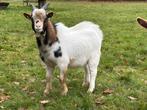 Leuke dek bok (dwergbok) te koop., Dieren en Toebehoren, Mannelijk, Geit, 0 tot 2 jaar