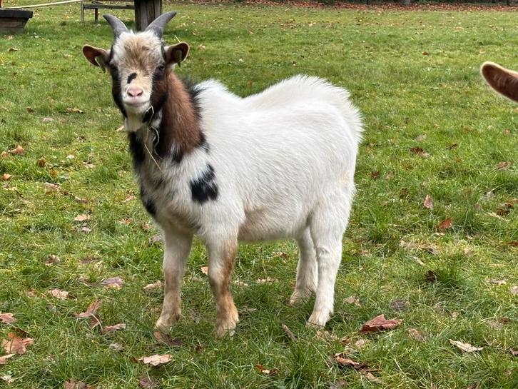 Leuke dek bok (dwergbok) te koop., Dieren en Toebehoren, Schapen, Geiten en Varkens, Geit, Mannelijk, 0 tot 2 jaar