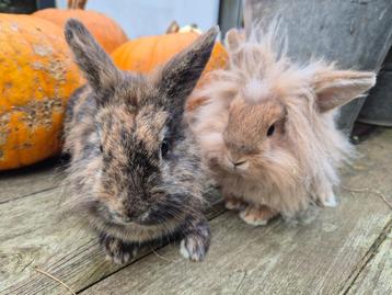 Leuke koppel van moeder en gecastreerde zoon beschikbaar voor biedingen