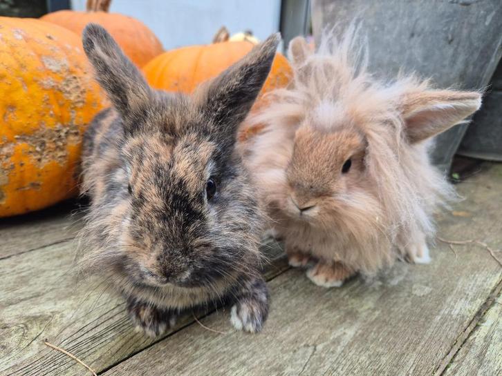 Leuke koppel van moeder en gecastreerde zoon, Dieren en Toebehoren, Konijnen, Dwerg, Meerdere dieren, 0 tot 2 jaar
