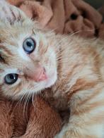 Boerderij kittens, 2 zwarte katers ,1 onderoptie rode kater, Dieren en Toebehoren, Katten en Kittens | Raskatten | Korthaar, Meerdere dieren
