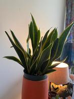 Sanseveria kamerplant 38cm, Huis en Inrichting, Ophalen, Overige soorten, Minder dan 100 cm