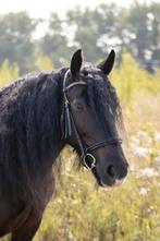 Bijrijdster gezocht, Dieren en Toebehoren, Paarden en Pony's | Overige Paardenspullen, Ophalen of Verzenden