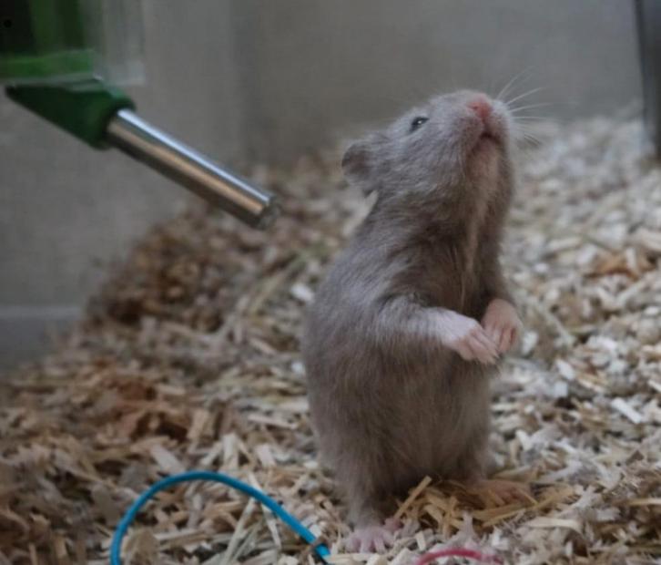Syrische goudhamster Bert, Dieren en Toebehoren, Knaagdieren, Mannelijk, Hamster, December, Tam