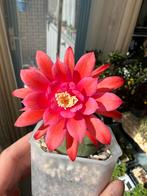 Cactus, Ophalen of Verzenden, Cactus, Volle zon, Minder dan 100 cm