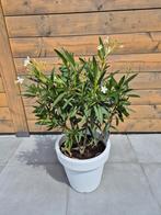 Oleander wit, Ophalen, Zomer, Overige soorten, Halfschaduw