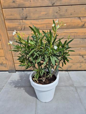 Oleander wit beschikbaar voor biedingen