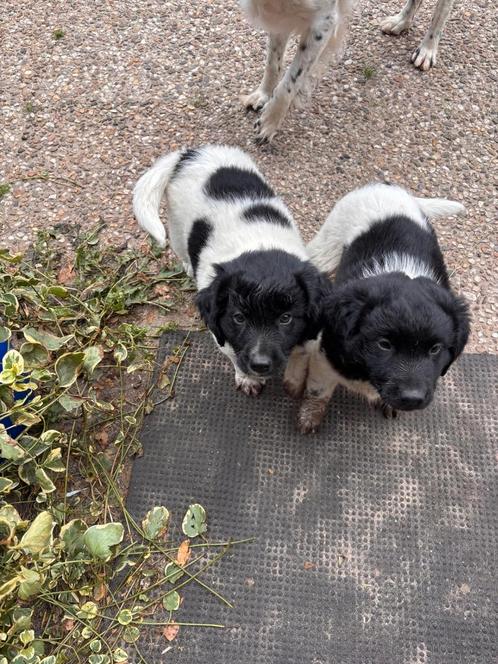 Twee lieve Friese Stabij Pups/ teefjes, Dieren en Toebehoren, Honden | Retrievers, Spaniëls en Waterhonden, Teef, Overige rassen