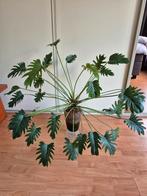 Philodendron Xanadu, Huis en Inrichting, Kamerplanten, Ophalen, Overige soorten, Halfschaduw, Minder dan 100 cm