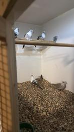 5 bonte diamand duifjes van 2025, Dieren en Toebehoren, Vogels | Overige Vogels, Meerdere dieren, Geringd