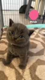 Britse korthaar kittens, Dieren en Toebehoren, Poes, Ontwormd, 0 tot 2 jaar