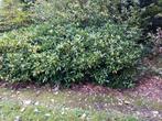 Meerdere skimmia's (ophalen op 25-okt), Ophalen, Struik, 100 tot 250 cm