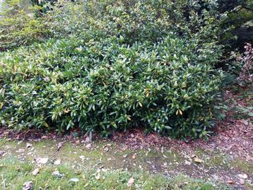 Meerdere skimmia's (ophalen op 25-okt) beschikbaar voor biedingen