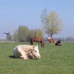 !!aangeboden!! weidegang/ stalling paard nabij Amsterdam, Dieren en Toebehoren, Stalling en Weidegang, Weidegang