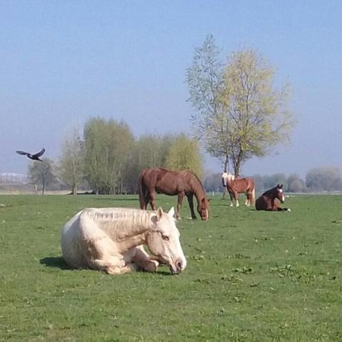 !!aangeboden!! weidegang/ stalling paard nabij Amsterdam, Dieren en Toebehoren, Stalling en Weidegang, Weidegang