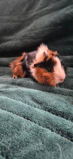 Cavia 2 borstelbeertjes, Dieren en Toebehoren, Knaagdieren, December, Mannelijk, Cavia