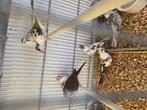 Bonte diamant duiven, Dieren en Toebehoren, Vogels | Duiven, Meerdere dieren, Overige soorten