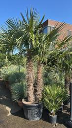 TRachycarpus fortunei palmen. Enkel en dubbele stammen, Ophalen
