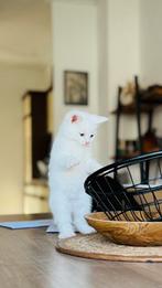 Kittens, Dieren en Toebehoren, Katten en Kittens | Raskatten | Korthaar, Meerdere dieren