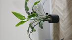Strelitzia 180cm hoog met pot, Huis en Inrichting, Kamerplanten, Ophalen of Verzenden, Halfschaduw, 150 tot 200 cm