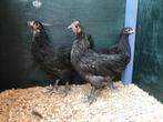 Jonge tamme Australorp kippen hennen gesekst en ingeënt, Dieren en Toebehoren, Kip, Vrouwelijk