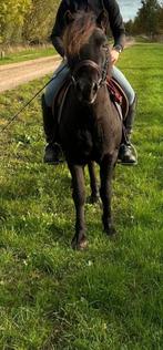 Leuke knappe A pony, Dieren en Toebehoren, Pony's, Ruin